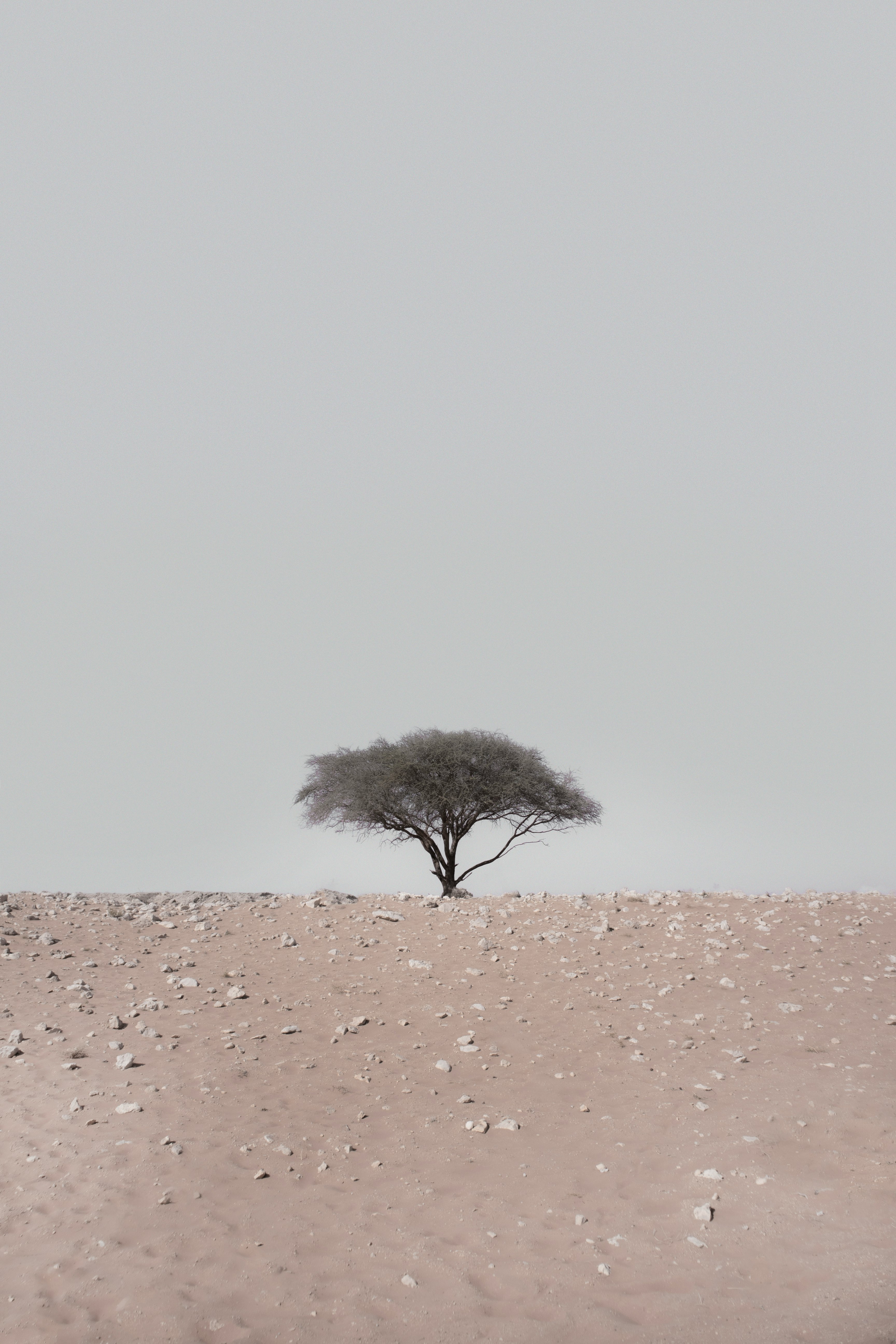 black tree on brown sand under white sky during daytime